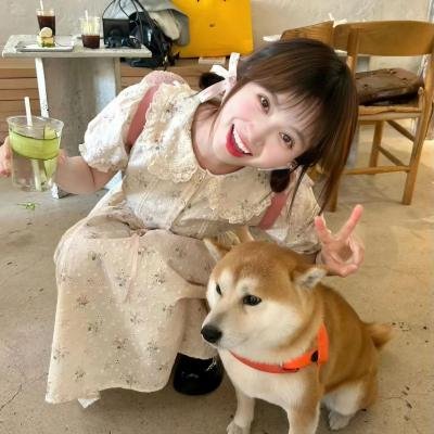 四光猪现蠢记 海报